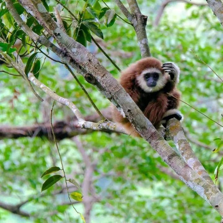 Eco Trekking Lodge, Bar & Jungle Tour'S Bukit Lawang Exterior foto